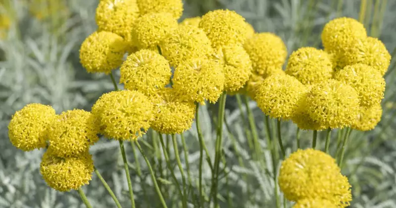 Billy Buttons: Discover Australia's Golden Native Gem for Your Garden