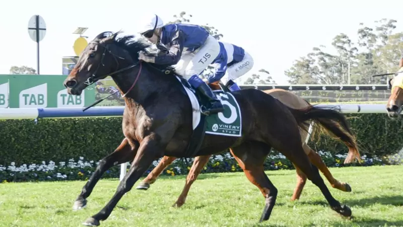 Fairytale Finale: Veteran Gelding Chateaux Park Aims for Emotional Farewell Win at Newcastle