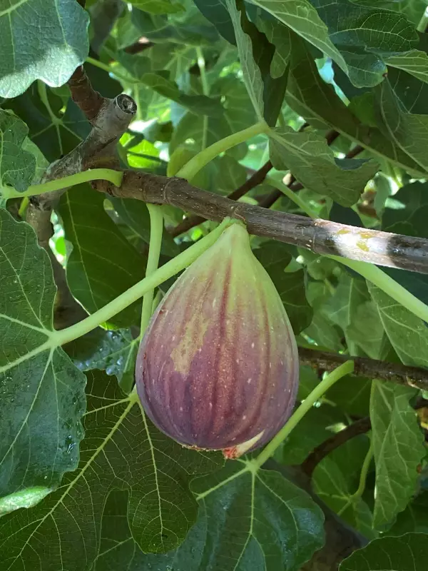Fig Wasps: The Secret Heroes of Your Backyard Fig Tree | Australian Gardening Guide