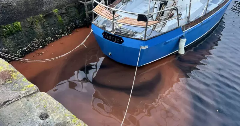 Red Alert: Toxic Algae Bloom Raises Safety Concerns at Wollongong Harbour