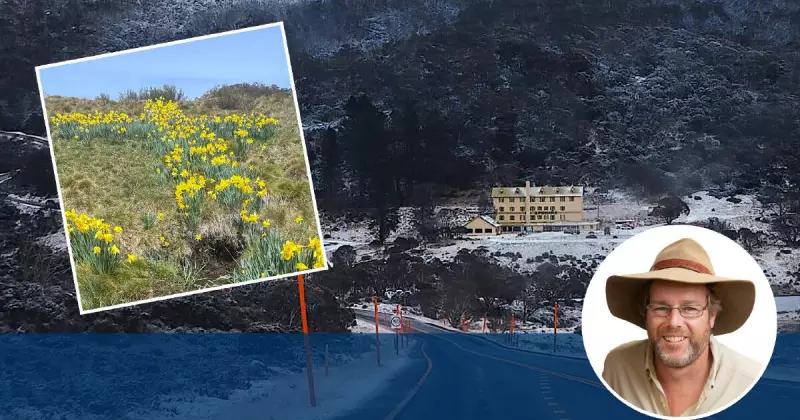 The Enduring Mystery of Mrs Mac's Daffodil Cross: A Snowy Mountains Enigma