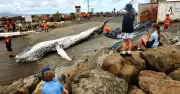 Massive Whale Removal Operation Captivates Bellambi Onlookers | Illawarra Mercury