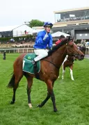 Observer Ready to Defy Victoria Derby Odds in Flemington Showdown