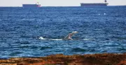 Whale Watching Spectacle Transforms Newcastle Baths Into Natural Theatre