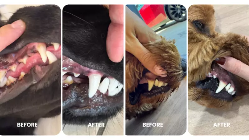 80% of Dogs Get Dental Disease: Vet-Approved Supplement Solves It