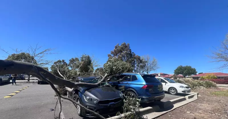 Canberra Homeowners Battle Government Over Tree Damage Insurance Claims