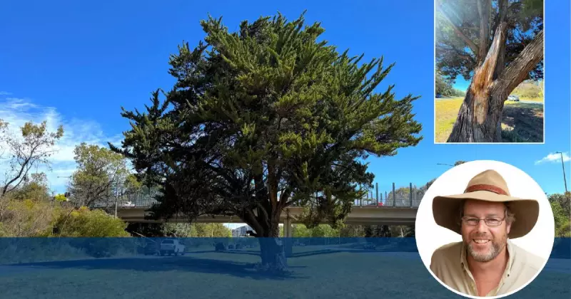 Canberra's Historic Conifer Faces Chop for Light Rail Project