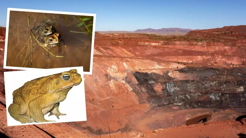 Cane Toad Invasion Threatens Pilbara's Lucrative Mining Sector