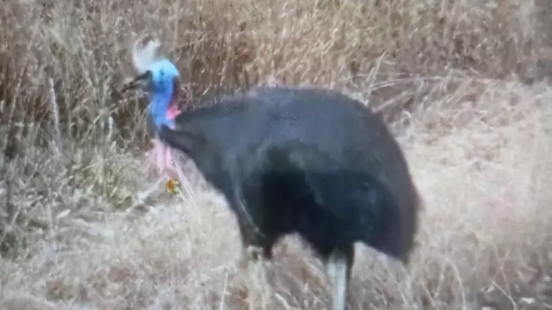 Cassowary Mystery in Far North Queensland Bush Sparks Bafflement and Theories