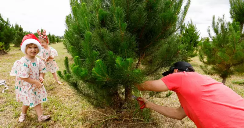 Christmas Tree Farm in Tullimbar Opens for Festive Season