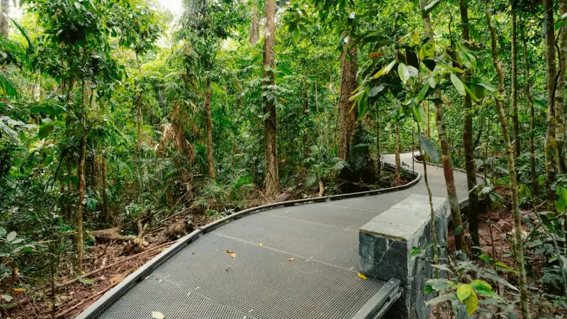 Daintree's $4.5m Accessible Rainforest Boardwalk Opens to Public
