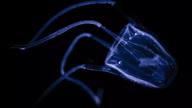 Deadly Stinger Alert: Unusually Warm Waters Spark Early Marine Threat in Far North Queensland