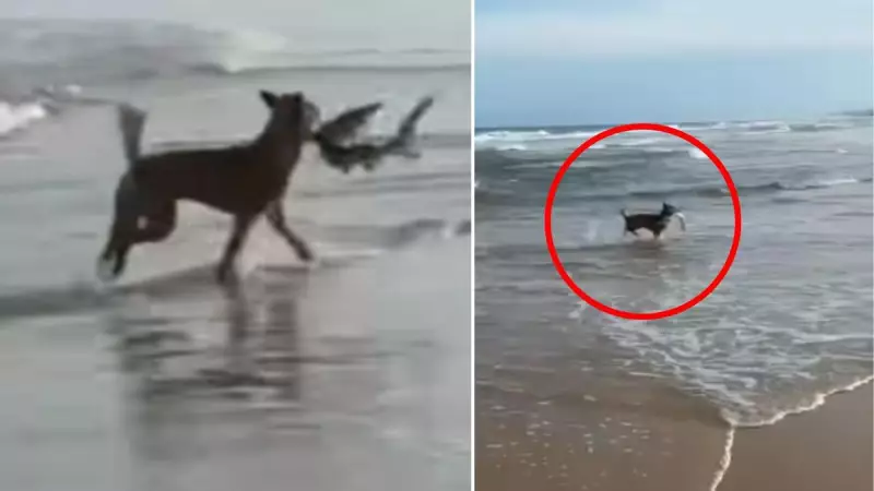 Dingo Snatches Shark From K'gari Surf in Rare Queensland Sighting