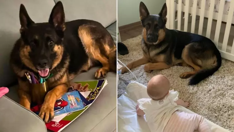 Family's Heartbreak After Dog Dies in Stolen Ute, Sparks Community Action