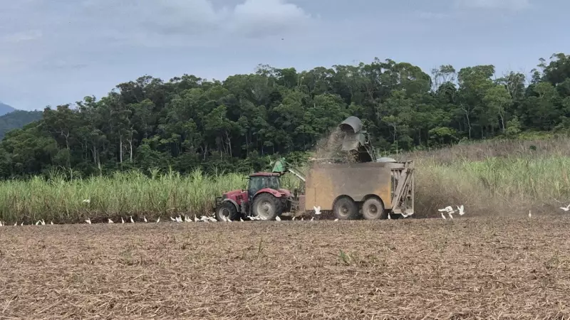 Far North Queensland Farmers Forge New Path After Sugar Industry Exit