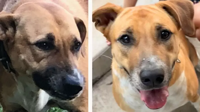 From Bulldozer Fears to Family Love: Winnie's Heartwarming Adoption