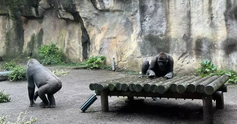 Gorilla Warfare at Taronga Zoo in New TV Episode