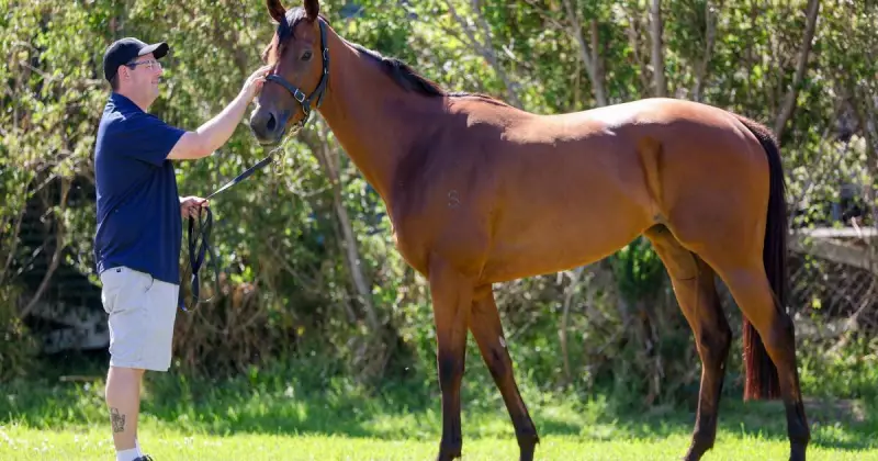 Gringotts Aims for Historic Third Gong Victory at Kembla Grange