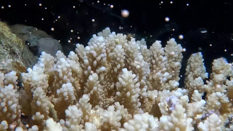 Historic Breakthrough: Planted Coral Spawns for First Time on Great Barrier Reef