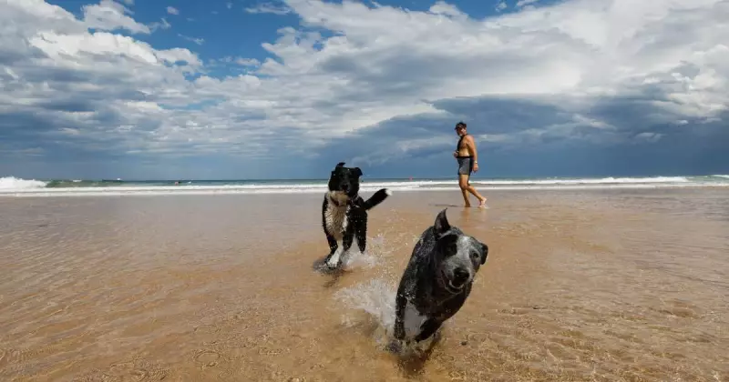 Illawarra Ranks Among Australia's Top 10 Pet-Friendly Regions