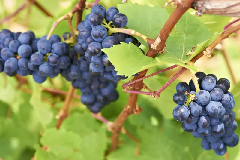 Margaret River Winemaker Enters Administration, Future Uncertain