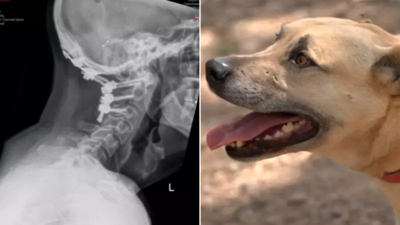 Miraculous Survival: How a Dog Saved a Man After Internal Decapitation