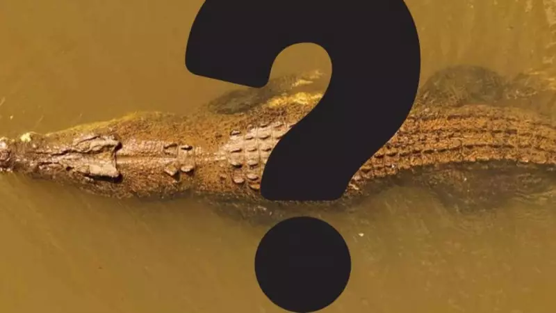 Mystery Croc Relocated from Cairns Facility: Where Did It Go?