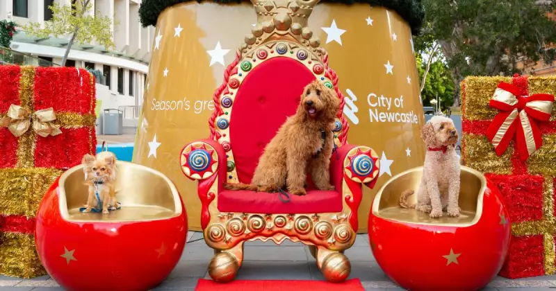 Newcastle's 11-Metre Christmas Tree Returns to Wheeler Place