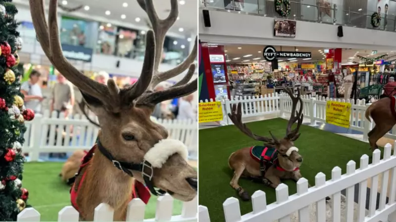 NSW Shopping Centre Cancels Reindeer Display After Public Outcry