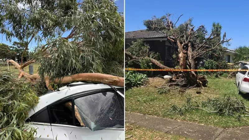NSW Storm Tragedy: Man Dies as Falling Tree Hits Central Coast