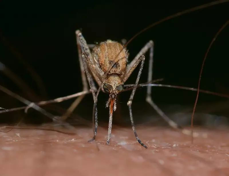 Peel Region Mosquito Boom Sparks Ross River Virus Surge in 2025