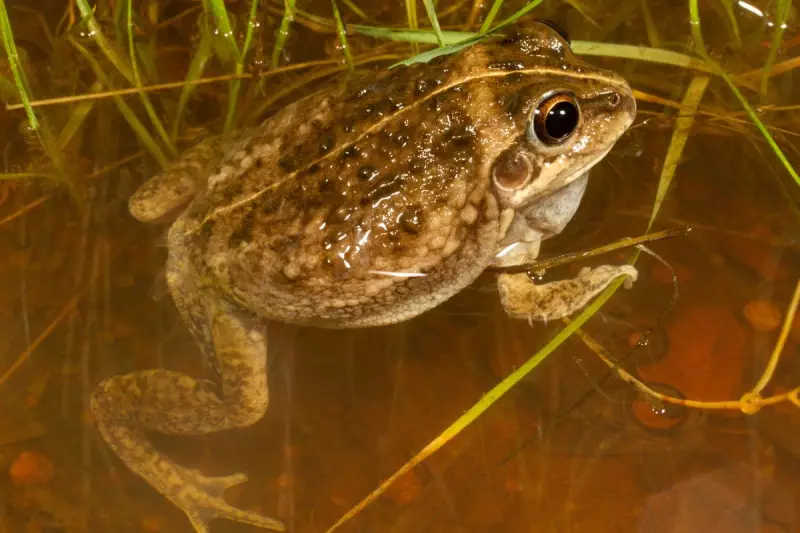 Peppermint Grove's Frog Silence: The Perth Suburb Missing from National Count