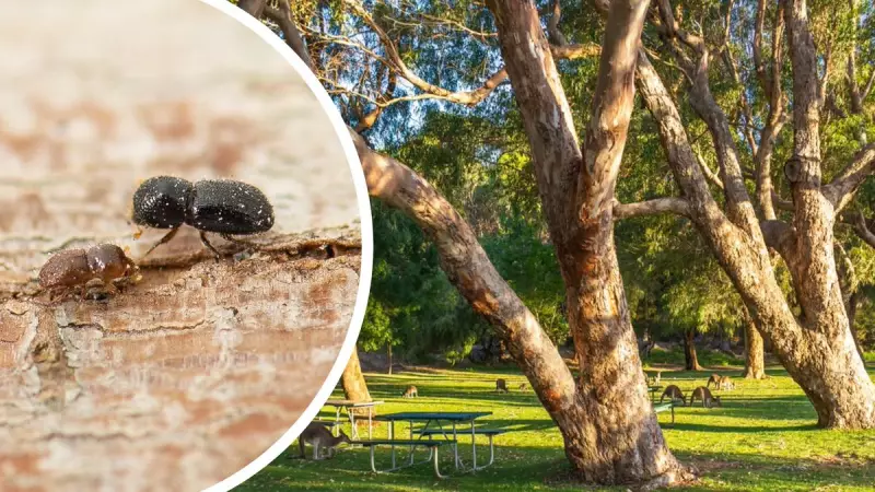 Perth homeowners to pay for shot-hole borer tree management
