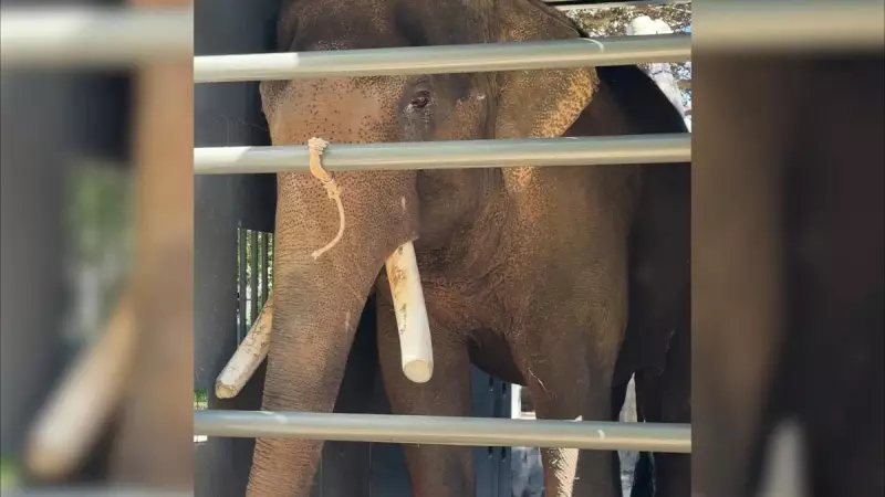 Perth Zoo's Final Elephant Putra Mas Begins New Life at Monarto Safari Park