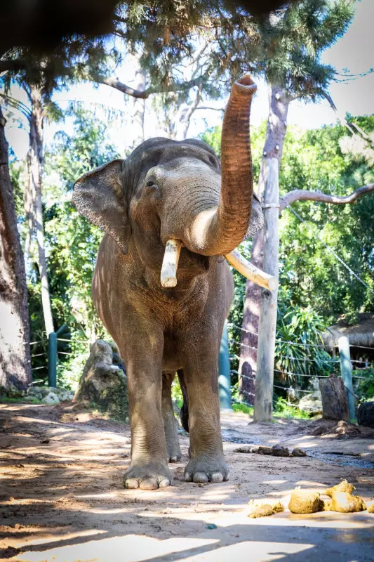 Perth Zoo's Last Elephant Departs, Ending 100-Year Era of Pachyderm Exhibits
