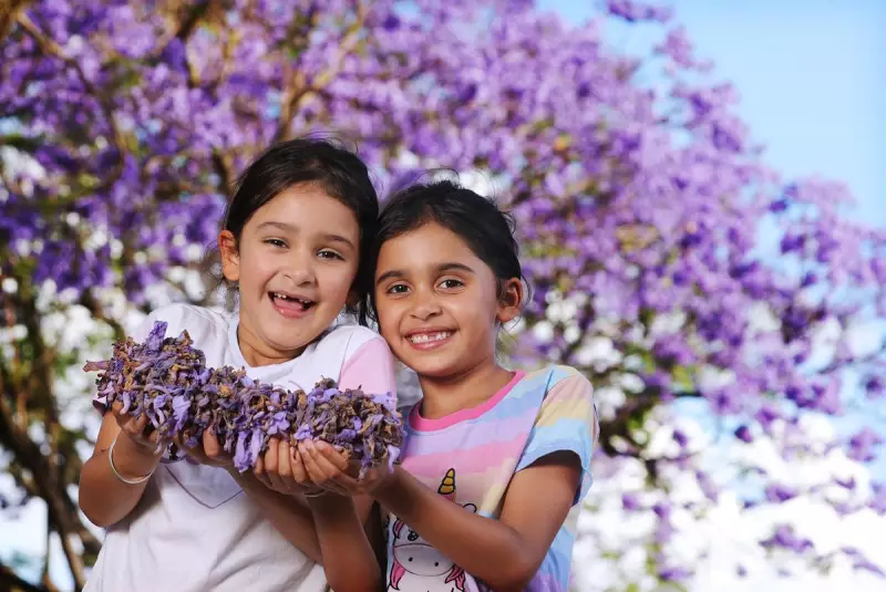 Perth's Purple Paradise: Applecross Jacarandas Paint the City