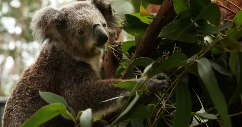 Port Stephens Koalas Face Extinction Amid Housing Development Push