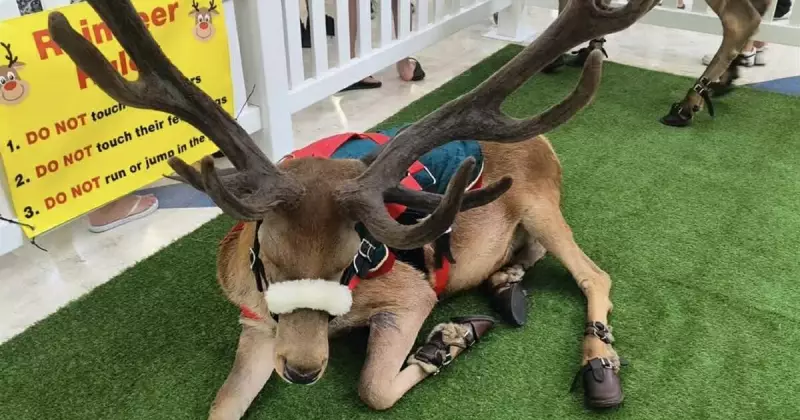 Reindeer Outcry: Jesmond Shops Accused of Animal Cruelty in Christmas Display