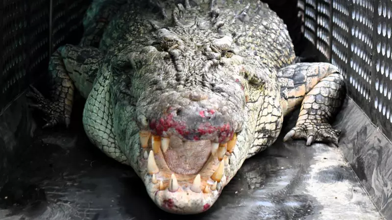 Saltwater Crocodile Sparks Political Debate at North QLD Boat Ramp