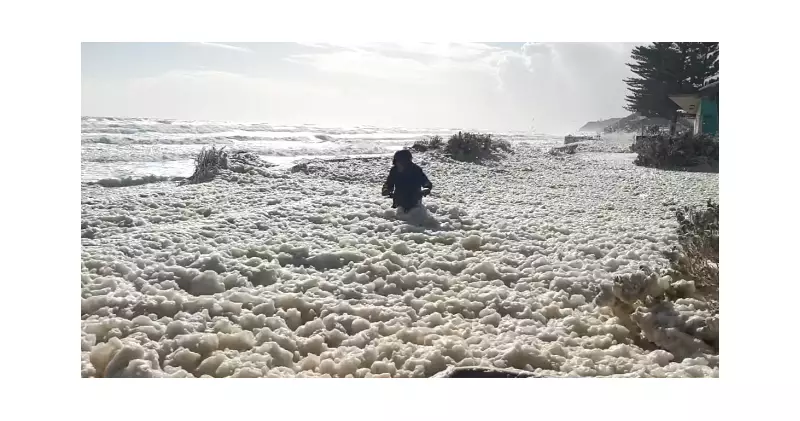 SA's Toxic Algal Bloom Kills 90,000+ Marine Animals, Foam Blankets Beaches