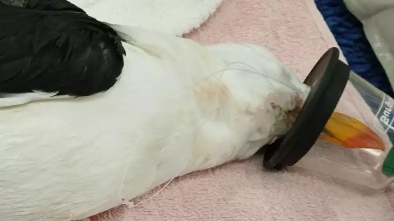 Seabird Rescue Highlights Dangers of Abandoned Fishing Gear