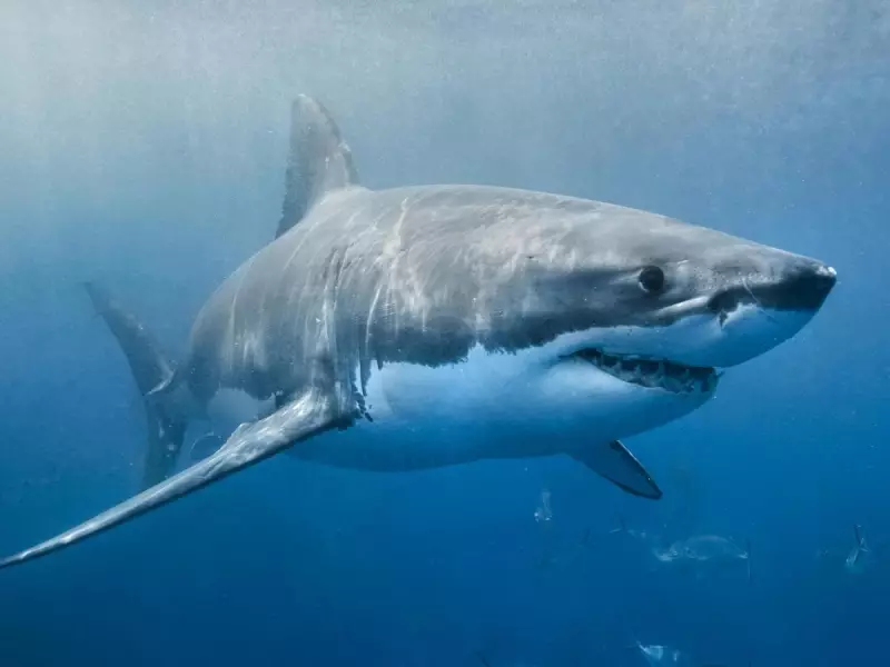Shark Encounter Near Exmouth: Fisherman Fends Off Bull Sharks