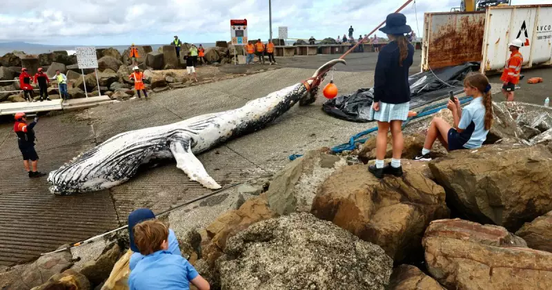 Shark Net Tragedy: Humpback Whale Dies in Coledale, Raising Conservation Concerns