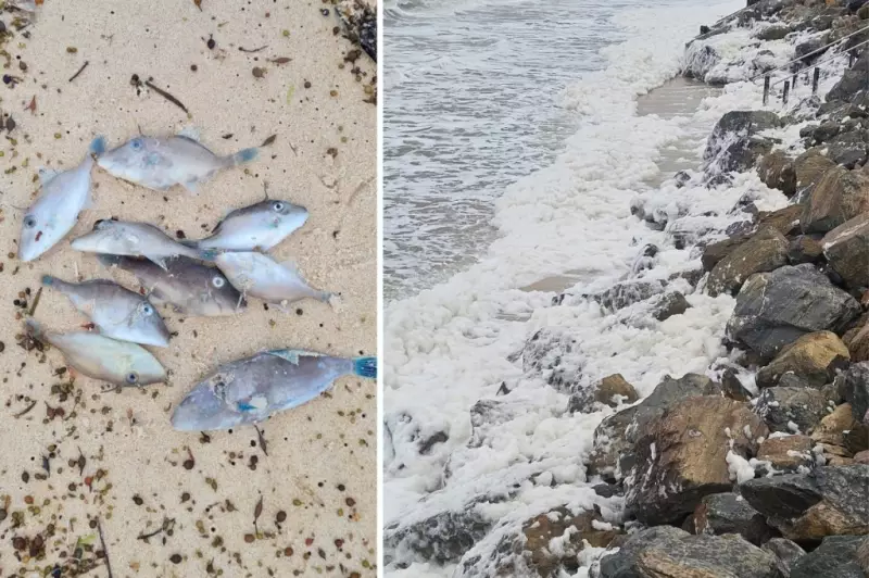 South Australia's Water Testing Failures Exposed: Algal Bloom Red Tape Under Fire