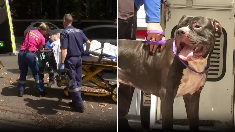Sydney Man in Critical Condition After Vicious Attack by His Own Staffordshire Bull Terrier