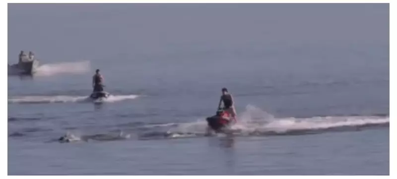 Three Men Charged After Jet Skis Allegedly Harass Dolphins Near Adelaide