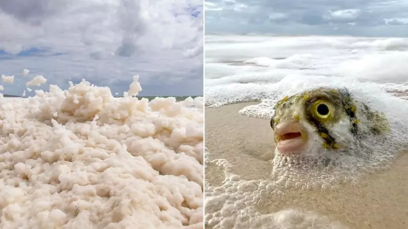 Toxic Algae Invasion: South Australian Beaches Hit With Dangerous Neurotoxin Discovery