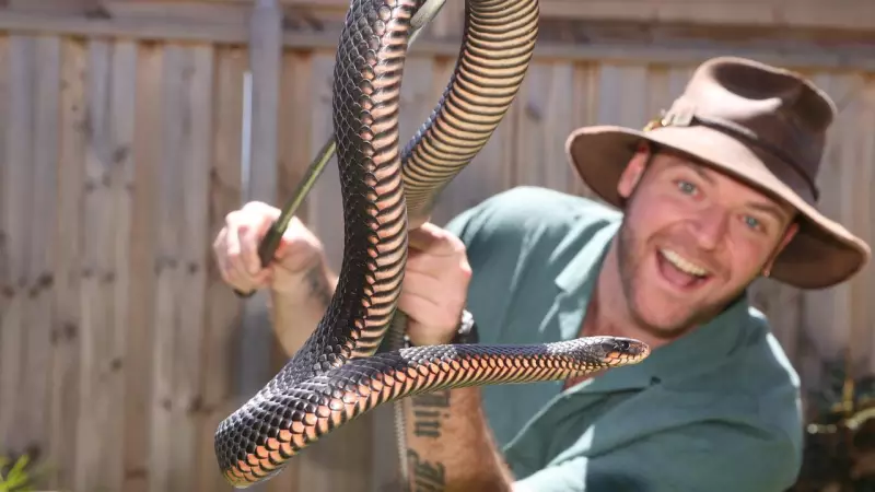Venomous Snakes Invade Geelong Pools and Backyards, Prompting Warnings