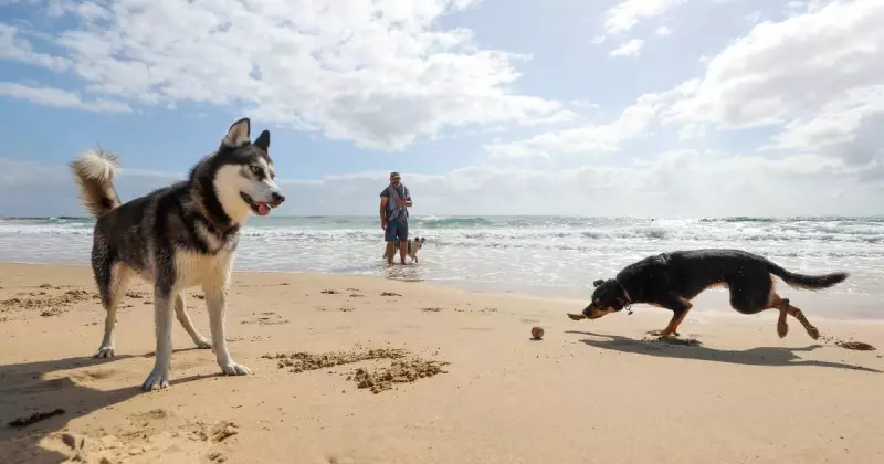Wollongong Beach Dog Rules Set for Major Shake-Up: What You Need to Know