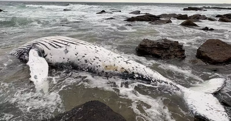 Wollongong Ratepayers Forced to Pay $44,000 for Whale Killed by Government Shark Net